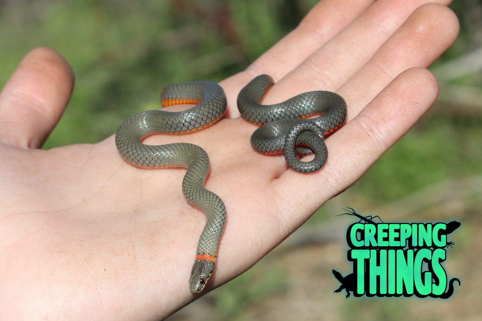 Ring-necked Snake (Diadophis punctatus) in hand