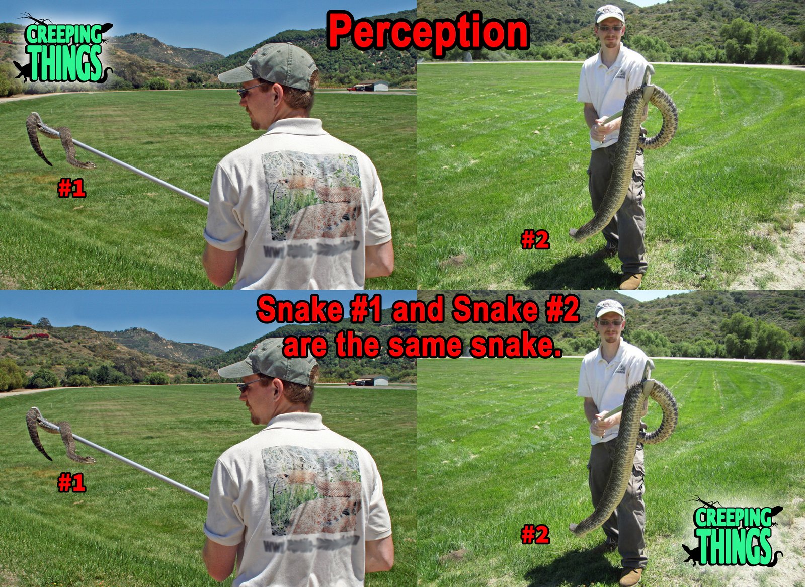 snake perception trick