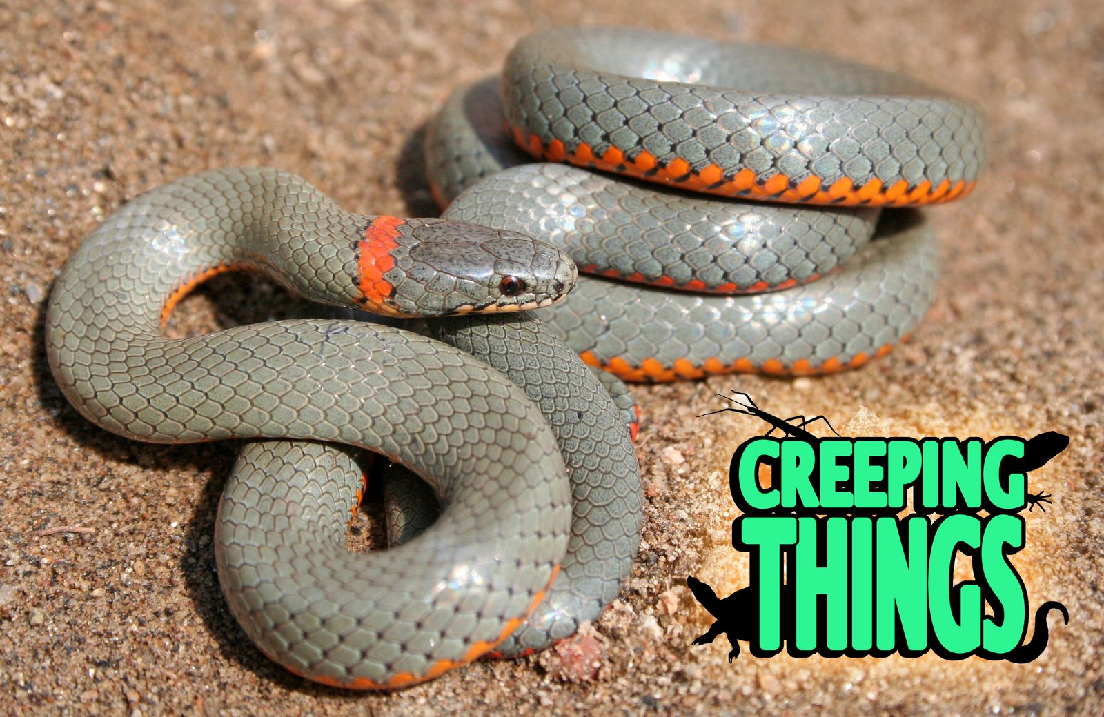 Ring-necked Snake (Diadophis punctutas)